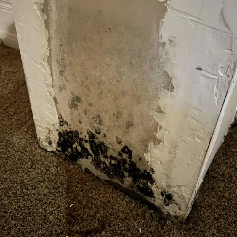 Professional Mold Removal in Del Rio, TX